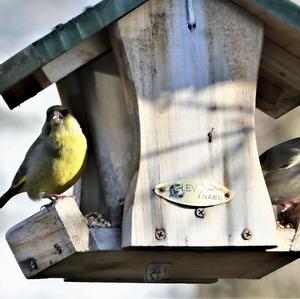 European Greenfinch