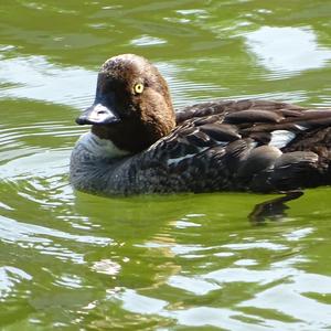 Tufted Duck