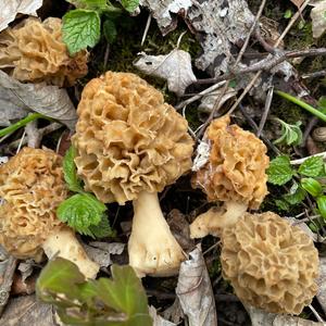 Yellow Morel