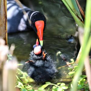 Common Moorhen