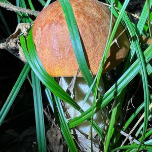 Red-capped Scaber Stalk