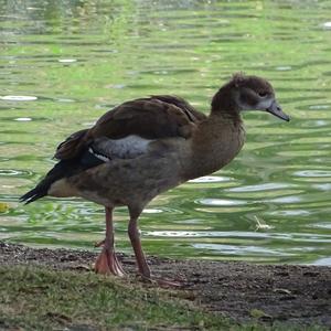 Egyptian Goose