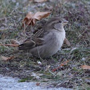 House Sparrow