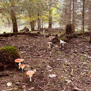 Fly Agaric