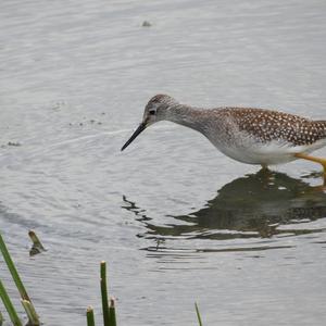 Lesser Yellowlegs