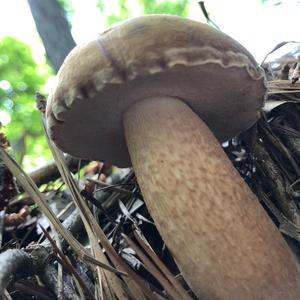 Bitter Bolete