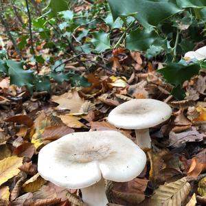 Leucopaxillus rhodoleucus