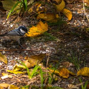 Coal Tit