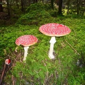 Fly Agaric