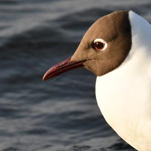 Black-headed Gull