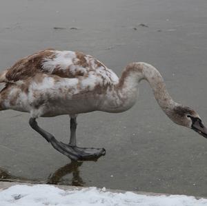 Mute Swan