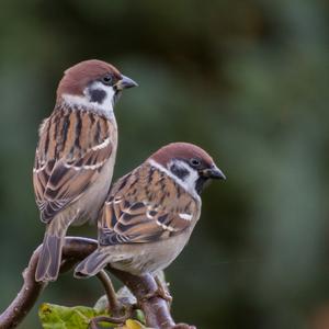 Eurasian Tree Sparrow