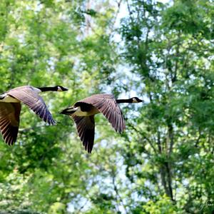 Canada Goose