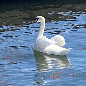 Mute Swan