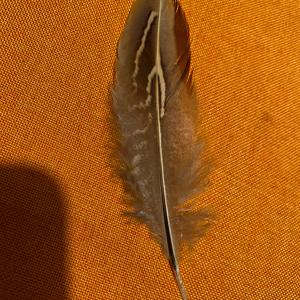 Unknown Species