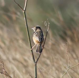 Zitting Cisticola