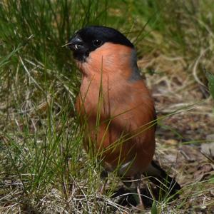 Eurasian Bullfinch