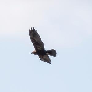 Common Buzzard