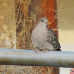 Inca Dove