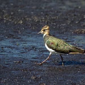 Northern Lapwing