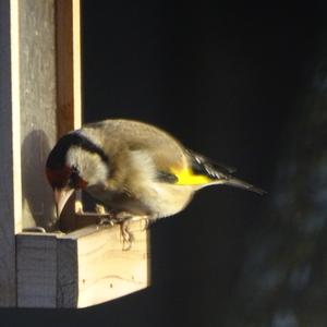 European Goldfinch