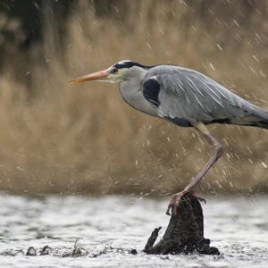 Grey Heron