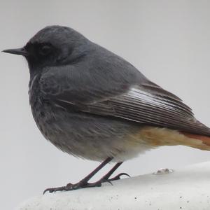 Black Redstart