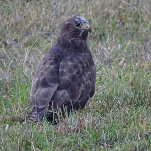 Common Buzzard