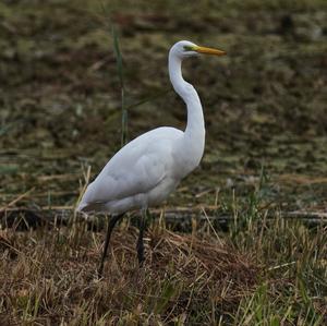 Great Egret