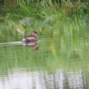 Little Grebe