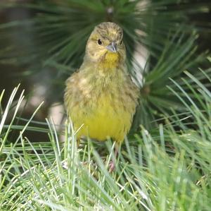 Yellowhammer