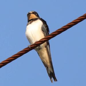 Barn Swallow