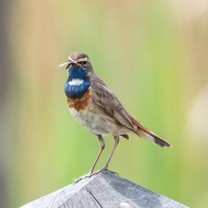 Blaukehlchen