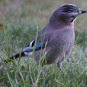 Eurasian Jay