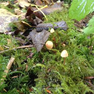 Tufted Collybia