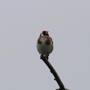 European Goldfinch