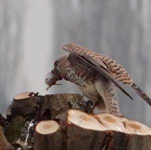 Common Kestrel