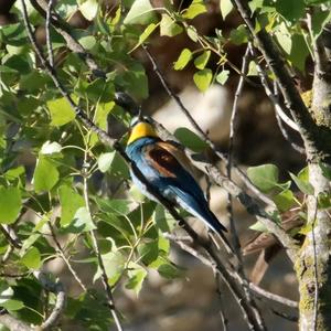 European Bee-eater