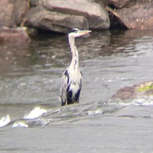 Grey Heron