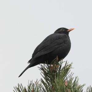 Eurasian Blackbird