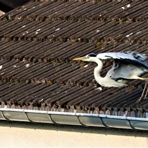 Grey Heron