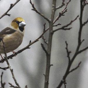 Hawfinch