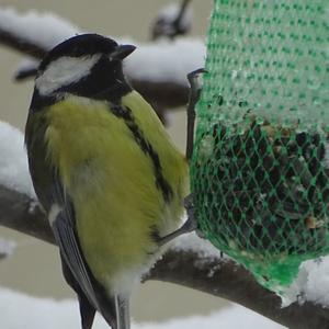 Great Tit