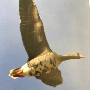 Greater White-fronted Goose