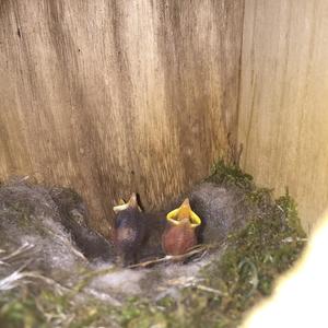 Crested Tit