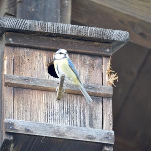 Blue Tit