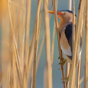 Little Bittern