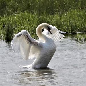 Mute Swan