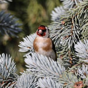 European Goldfinch