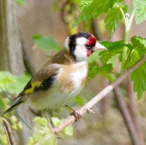 European Goldfinch